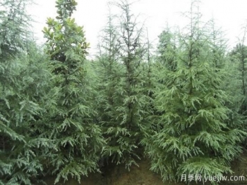 雪松價錢為什么會有差別？