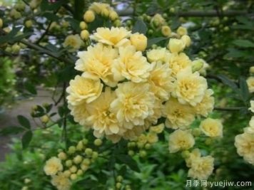 黃木香號(hào)稱開(kāi)花勞模，耐寒耐熱養(yǎng)護(hù)簡(jiǎn)單