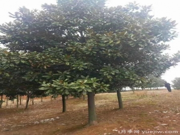 廣玉蘭要根據(jù)樹(shù)體結(jié)構(gòu)來(lái)修剪才合理