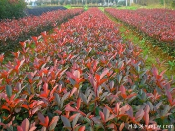 紅葉石楠小苗哪里批發(fā)？