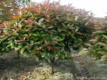 怎么樣培育紅葉石楠可以讓其更鮮艷？
