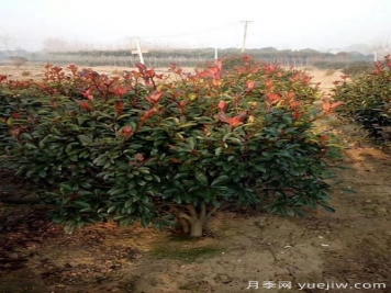 雨季紅葉石楠幼苗倒伏怎么辦？