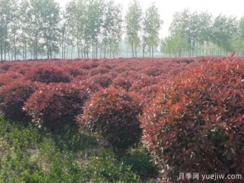 紅葉石楠在片植時(shí)部分死亡是什么原因？