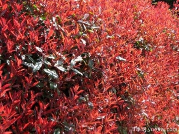 紅葉石楠最好的品種是紅羅賓還是紅唇嗎？