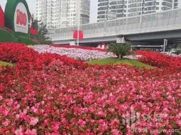 哈爾濱迎國(guó)慶60余種花卉爭(zhēng)奇斗妍