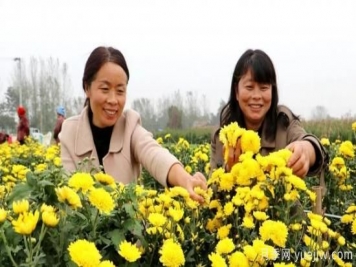 農(nóng)民種植菊花，既能欣賞也能致富發(fā)家