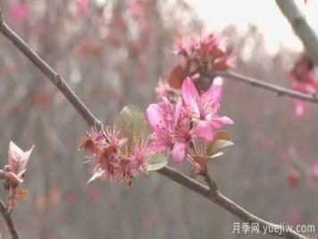 菏澤成武：千畝海棠反季節(jié)開花，逆襲深秋成一景