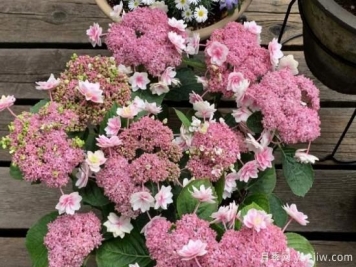 盆栽繡球花注意這6個要素，年年復(fù)花，比月季少患病