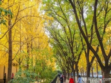 為什么果樹不適合當行道樹？