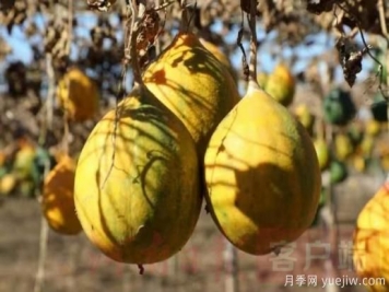 南陽(yáng)鎮(zhèn)平：引進(jìn)瓜蔞喜獲大豐收