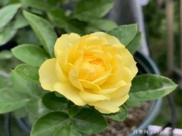 金絲雀，黃花月季中的王中王，美麗漂亮常年開花不停歇