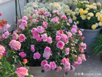 入秋養(yǎng)月季推薦5個(gè)品種，耐熱耐寒抗性強(qiáng)開(kāi)花美