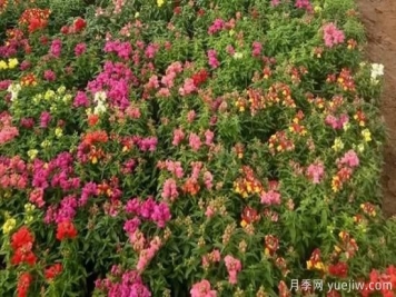 需求量大的花鏡植物，極具藝術感