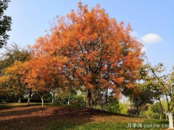 黃連木適合什么地區(qū)種植，北方可以種植嗎？