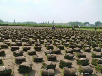 草坪，2021年上半年當(dāng)之無(wú)愧的行情之王