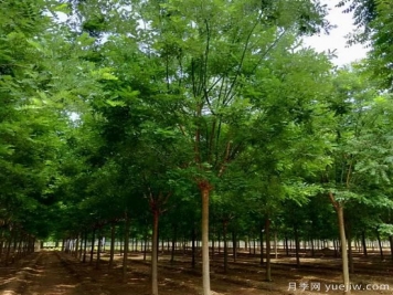 鄉(xiāng)土樹(shù)種為什么火？