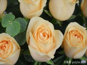 香檳色玫瑰花代表什么寓意意思？鐘情又優(yōu)雅