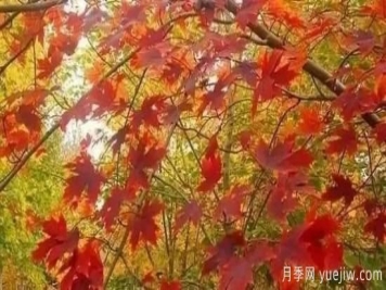 深度分析彩葉樹(shù)種的種類、配置原則和應(yīng)用