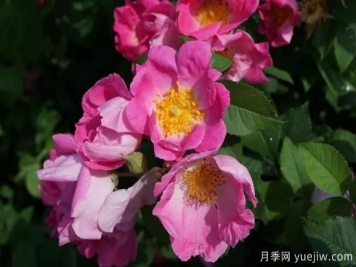 如何給月季花授粉？培育一個(gè)月季新品種要多久