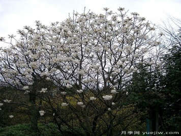玉蘭三姐妹：中土原生白與紫，北美舶來(lái)洋玉蘭