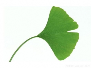如何辨別銀杏雌雄植株？