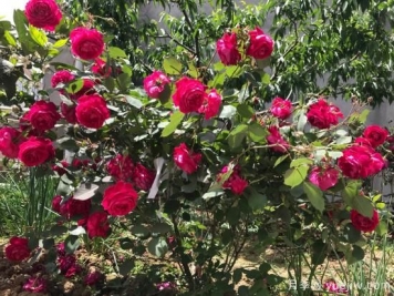 軟香紅月季，古老國月不輸歐月日月，四季勤開花