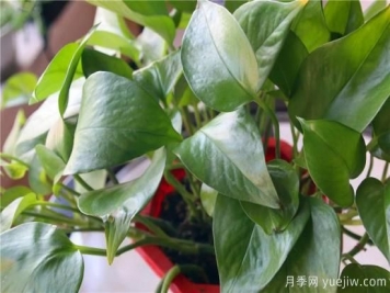 冬天綠蘿常見問題與解決方法！