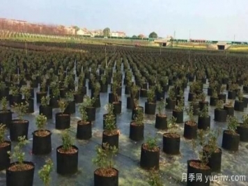 育苗容器影響苗木生長(zhǎng)嗎？應(yīng)該如何選擇容器苗？