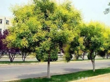 黃金欒樹(shù)種植繁殖技術(shù)方法