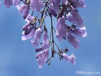 網(wǎng)紅樹木悄然興起，是否預(yù)示著大好行情？