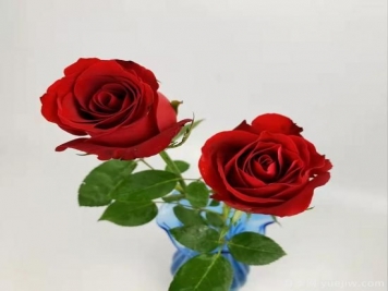 紅色切花月季經(jīng)典主流，推薦十種經(jīng)典常見的紅玫瑰