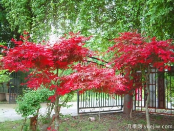 花葉芋和紅楓的修剪，使其早日成株提前開花結果