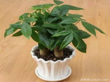 發(fā)財樹最容易養(yǎng)死的幾大原因，避開才能養(yǎng)的好！