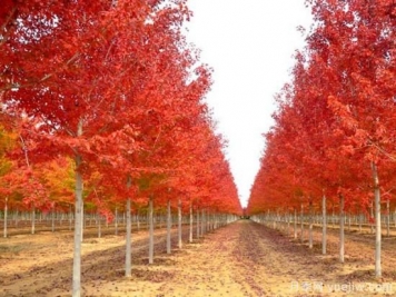 美國紅楓，可以讓園林景觀如此絕美