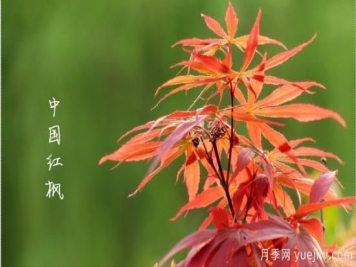 紅楓，4個紅楓品種是秋日植物里亮麗的風景線