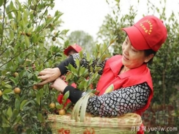 光山油茶果：從種得好到賣得好，怎么做到的