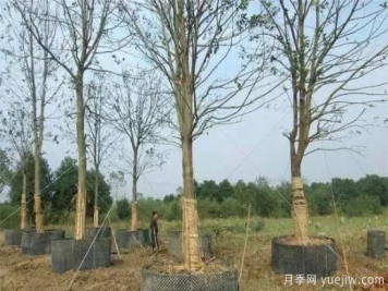 容器苗與傳統(tǒng)的大地育苗相比，優(yōu)點(diǎn)顯而易見(jiàn)