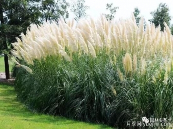 又美又耐寒，適合北方的14個觀賞草種類推薦