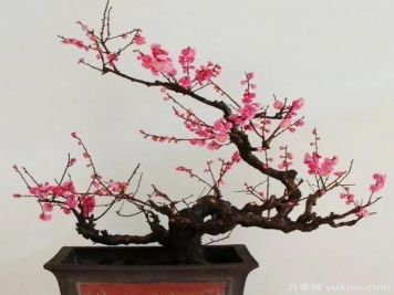 盆栽梅花怎樣施肥與澆水？梅花常見蟲害的防治