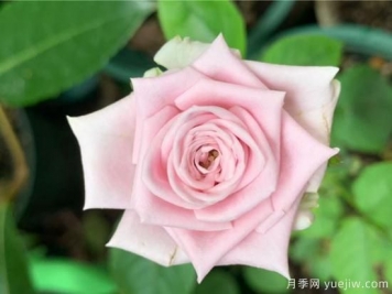 玫瑰、月季、薔薇如何區(qū)別？3個方法很簡單