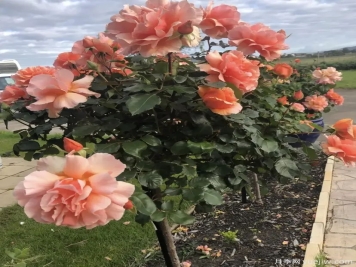 獨(dú)桿月季都是嫁接的，地栽養(yǎng)護(hù)花開與眾不同