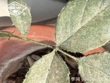 常見月季蟲害防治技術(shù)大全，趕快收藏