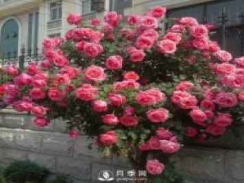 青島路邊月季美化，月季花比拳頭大，原來是樹狀月季
