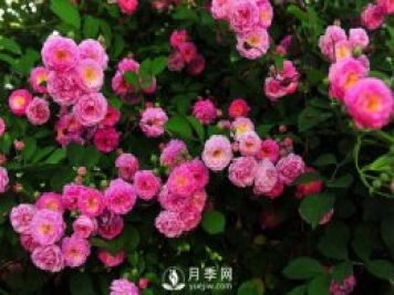 選好這些藤本月季品種 許你一個浪漫月季花墻