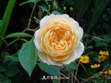 月季花這樣養(yǎng)，記住這些訣竅，開花紅艷艷