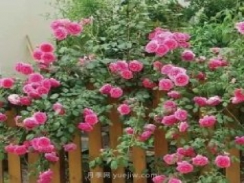 推薦花友必養(yǎng)的5大藤本月季和5大灌木月季品種，花美好養(yǎng)