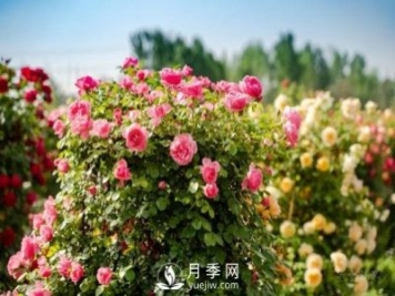 四川南充月季花海迎來1000㎡粉色沙灘，4月3日浪漫迎客