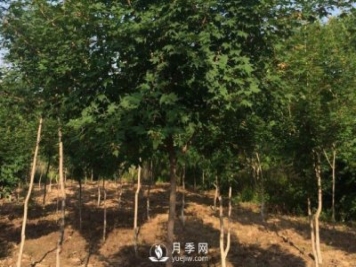 移植優(yōu)質五角楓的訣竅你了解嗎？