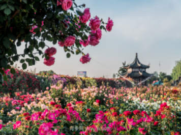 來南陽世界月季大觀園，看超美月季花(圖冊(cè))