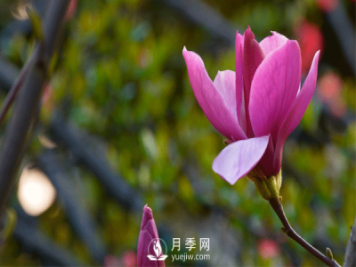 紅玉蘭養(yǎng)護管理有哪些措施？
